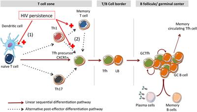 Impact of Chronic HIV/SIV Infection on T Follicular Helper Cell Subsets and Germinal Center Homeostasis